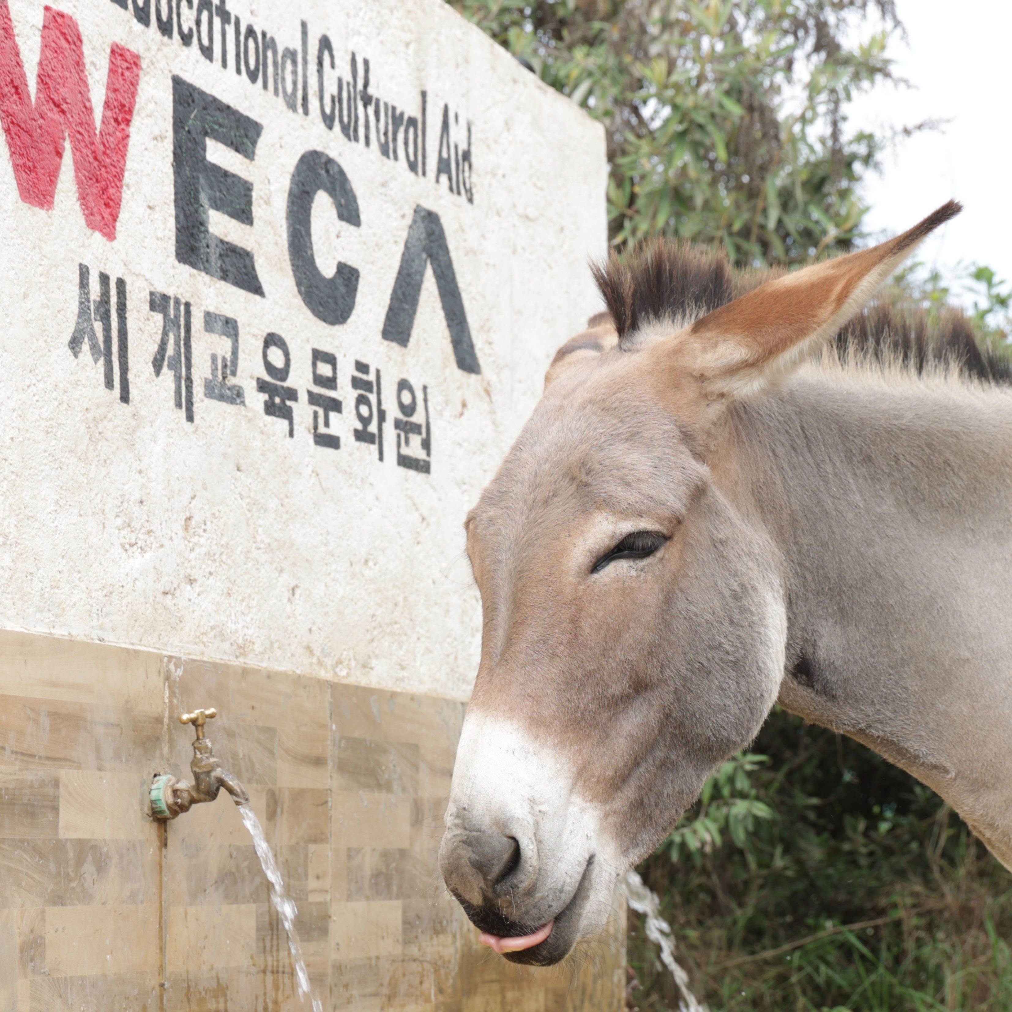 케냐 나록 WECA 우물