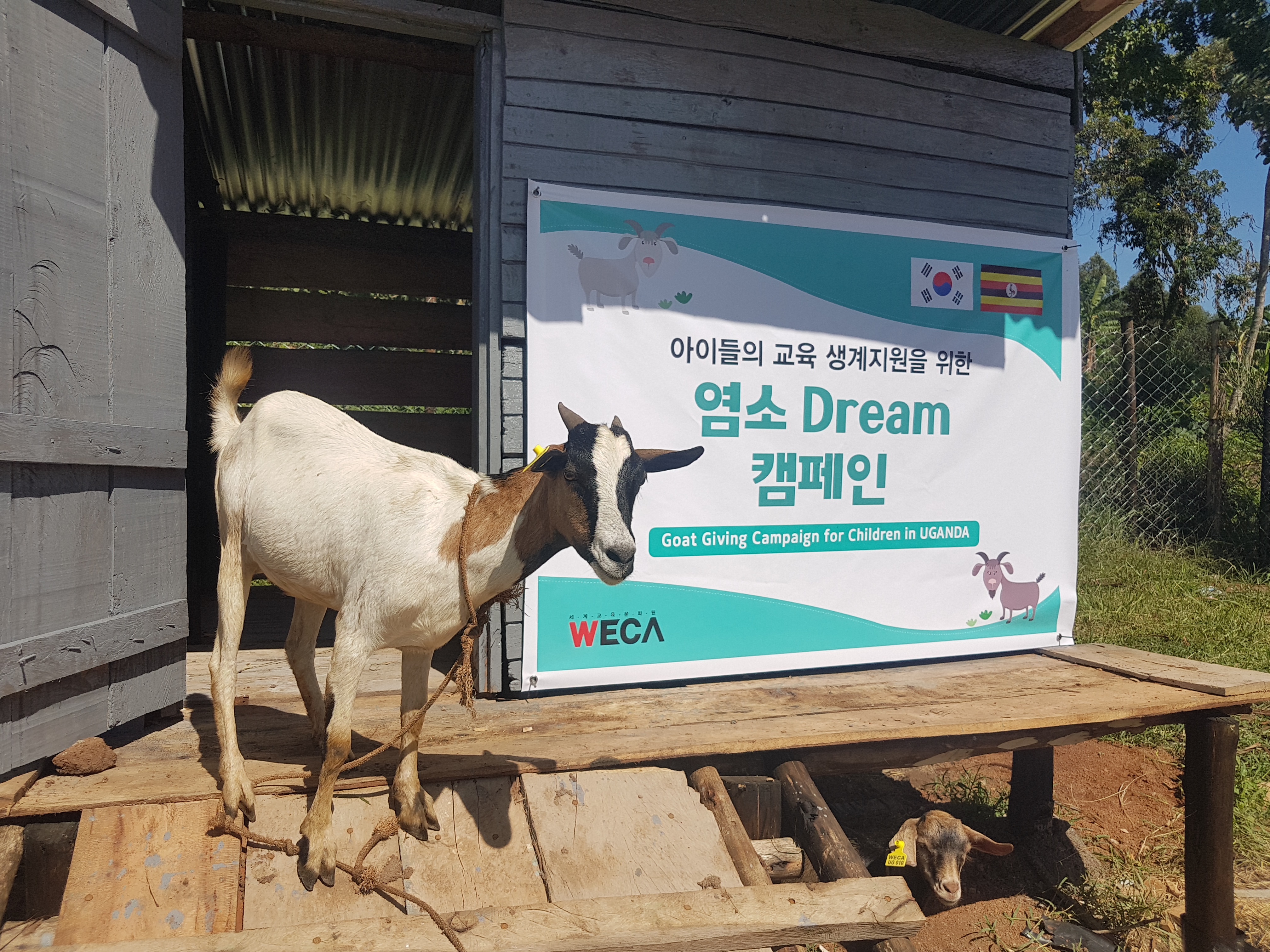 Uganda Good Goat Campaign